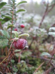 Lingon med rimfrost.