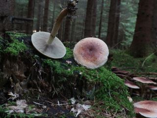 Två svampar på mossig stubbe i skog på kvällen.
