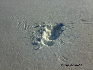 Upptäckte detta spår under en skidtur.