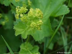 Alchemilla vulgaris