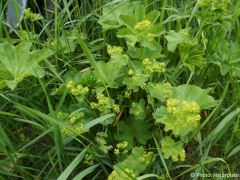 Alchemilla vulgaris