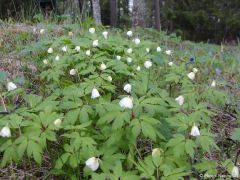 Anemone nemorosa