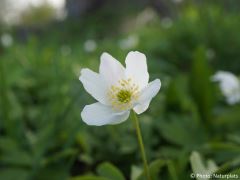 Anemone nemorosa
