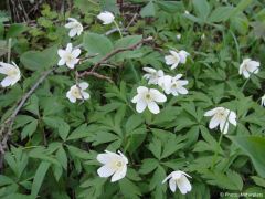 Anemone nemorosa
