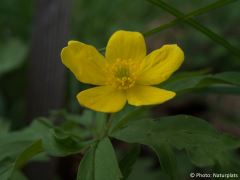 Anemone ranunculoides