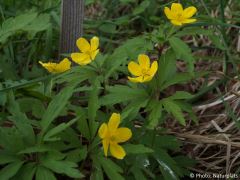 Anemone ranunculoides