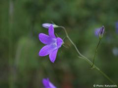 Campanula patula