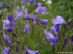 Campanula patula