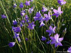Campanula patula
