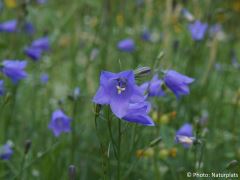 Campanula rotundifolia