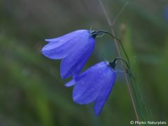 Campanula rotundifolia