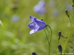 Campanula rotundifolia