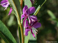 Chamaenerion angustifolium