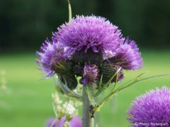 Cirsium heterophyllum
