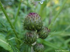 Cirsium heterophyllum