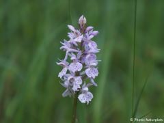 Dactylorhiza maculata