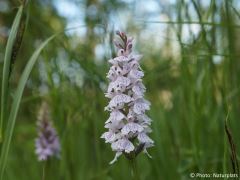 Dactylorhiza maculata