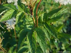 Filipendula ulmaria