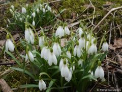 Galanthus nivalis