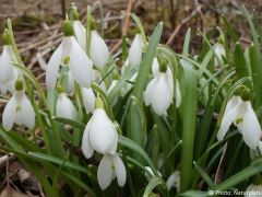 Galanthus nivalis