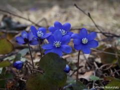 Hepatica nobilis