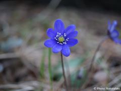 Hepatica nobilis