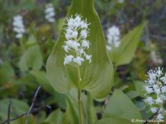 Maianthemum bifolium