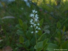 Maianthemum bifolium