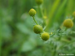 Matricaria discoidea