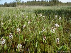 Menyanthes trifoliata
