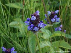Prunella vulgaris