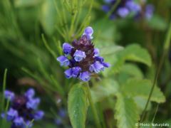 Prunella vulgaris