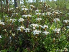 Rhododendron tomentosum