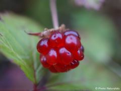 Rubus arcticus