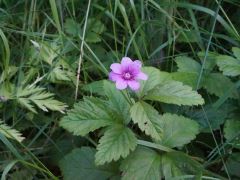 Rubus arcticus