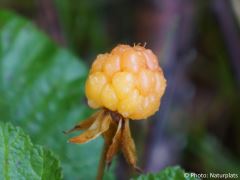 Rubus chamaemorus