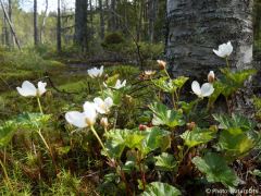 Rubus chamaemorus