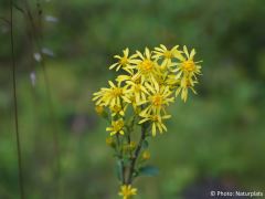 Solidago virgaurea