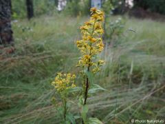 Solidago virgaurea