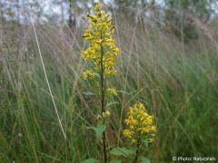 Solidago virgaurea