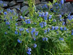 Symphytum officinale