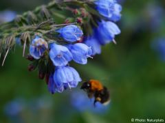 Symphytum officinale