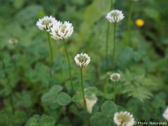 Trifolium repens