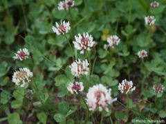 Trifolium repens