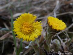 Tussilago