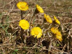 Tussilago farfara