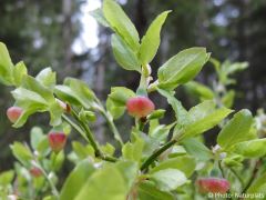 Vaccinium myrtillus