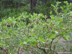 Vaccinium myrtillus